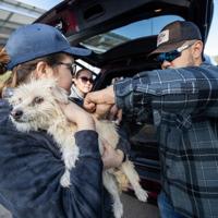 Shelters Expand Free Pet ID, Aid for July 4th
