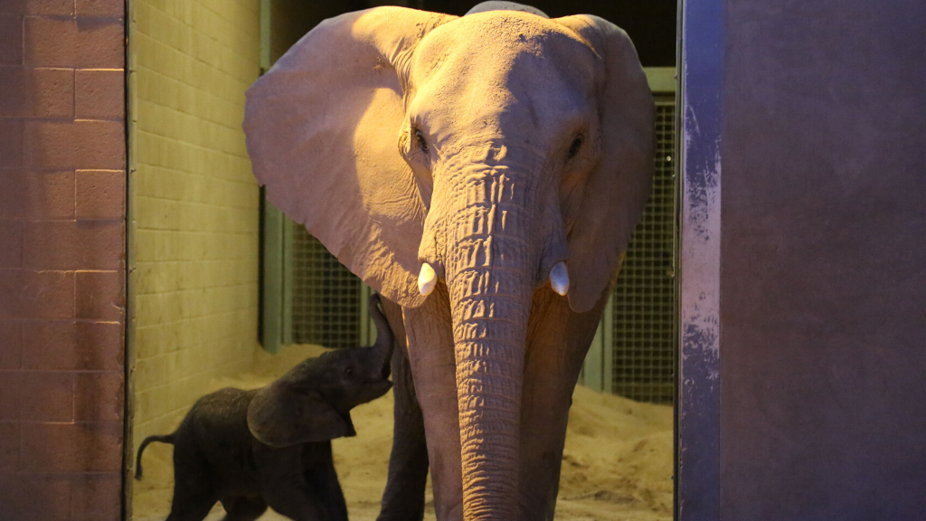 Toledo Zoo welcomes baby elephant