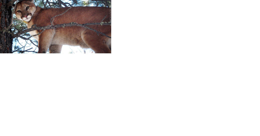 Mountain lion tips and Insights from the Arizona Game & Fish Department - Vimarsana News