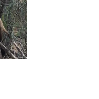 Coati involved in rare attack at Coronado National Memorial tests ...