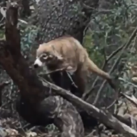 Coati Rabies Coati involved in rare attack at Coronado National Memorial tests ...
