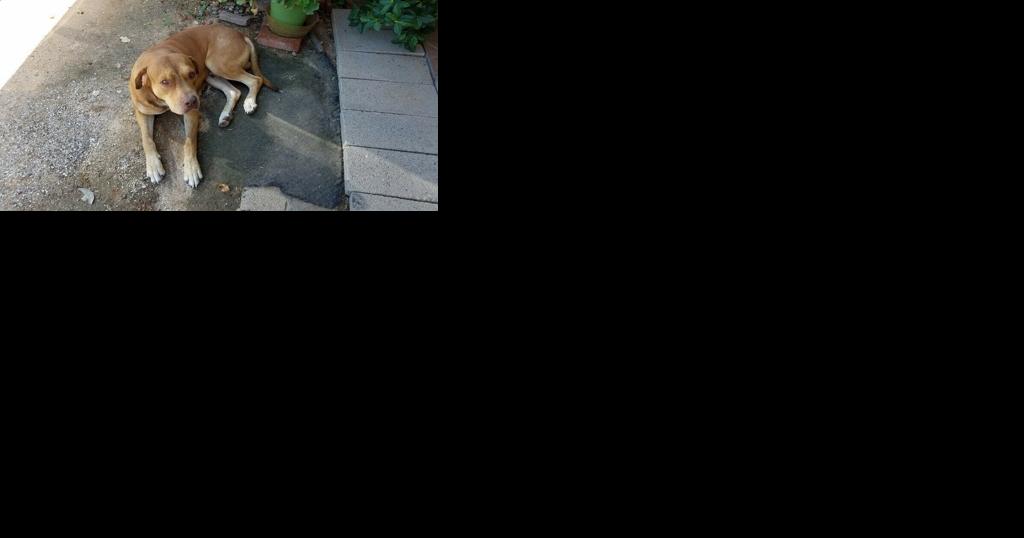 Some residents struggle with PACC's stray policy - Vimarsana News