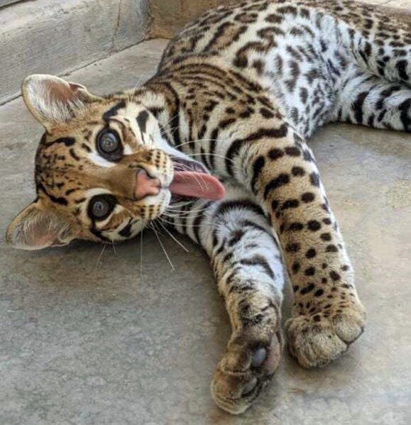 Baby ocelot best sale for sale