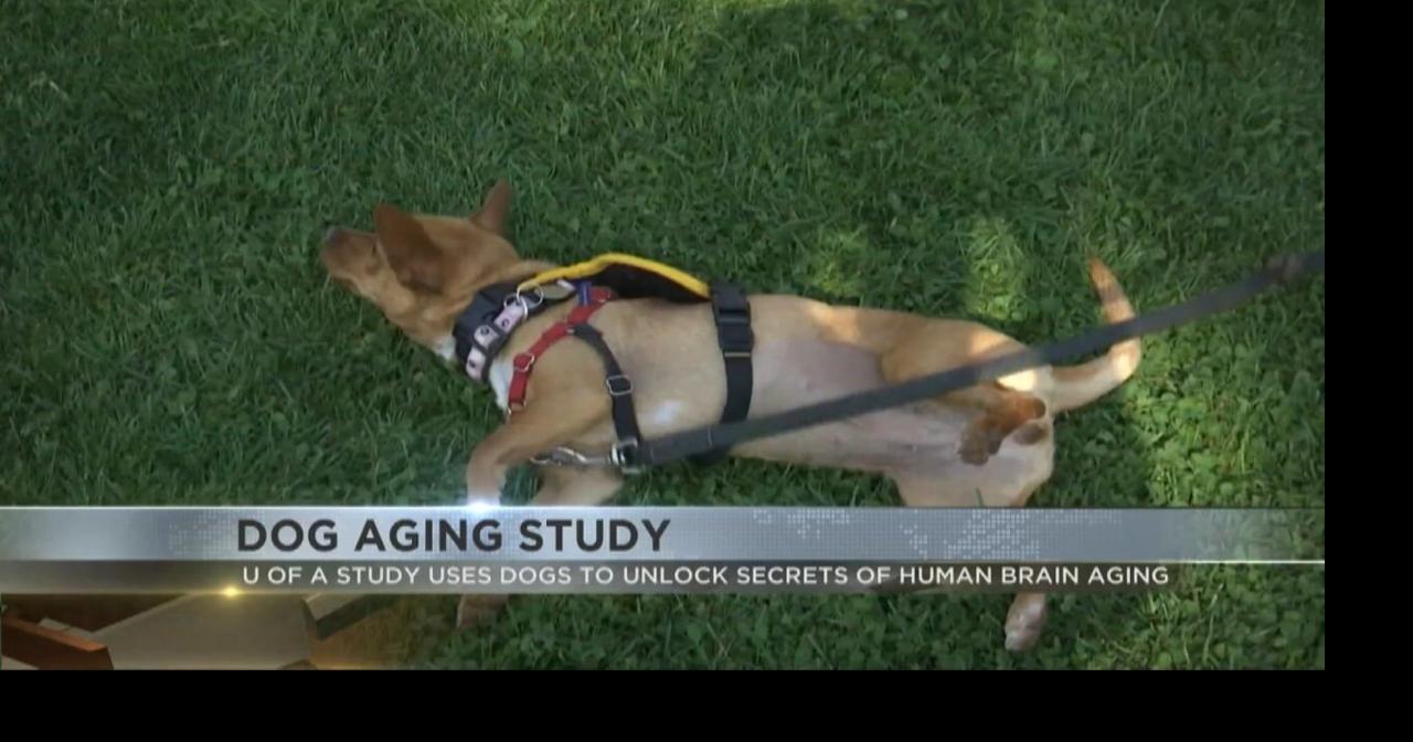 Tucson researchers investigate growth hormone's role in dog aging