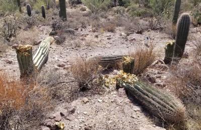 New proposal from BLM may drastically reduce target shooting in Arizona |  Local News | kvoa.com