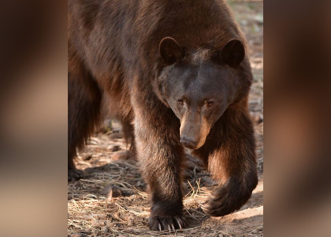 Hunters report concerning uptick in grizzly bear sightings: 'Something  pretty big is going on and we don't know why