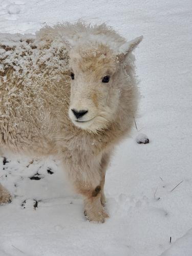 PHOTOS: Bearizona animals enjoying 1st snow of season | Local 