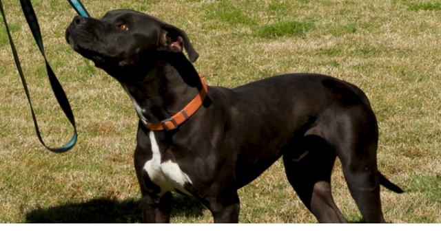 TUCSON SUBARU PET OF THE WEEK: Meet Everest