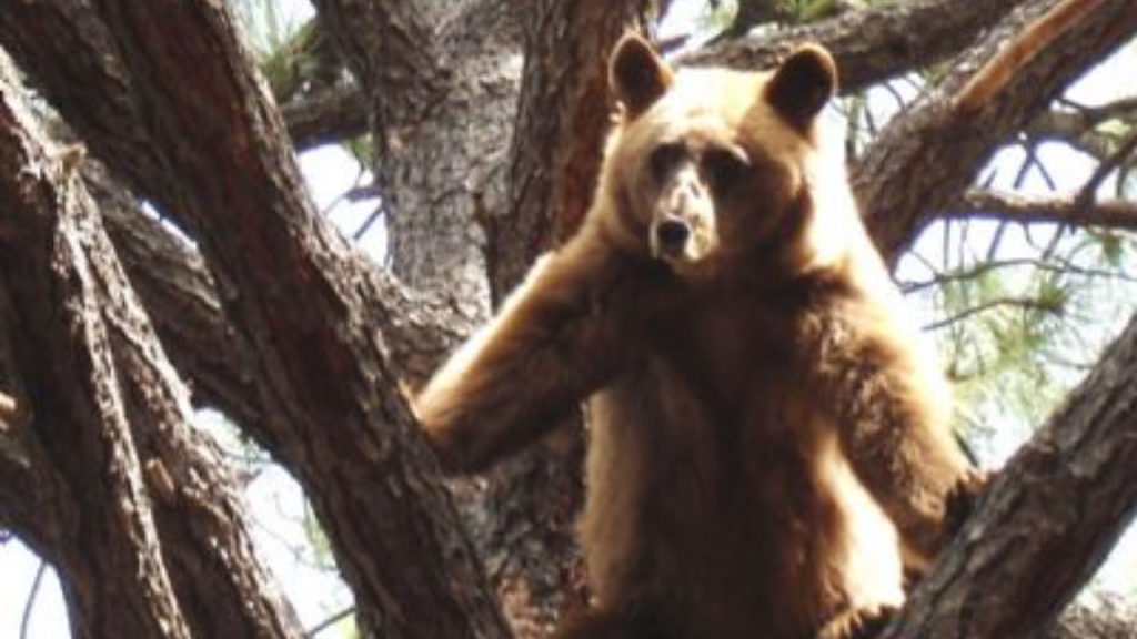 Beware: Bears in Southern Arizona coming out of their winter dens