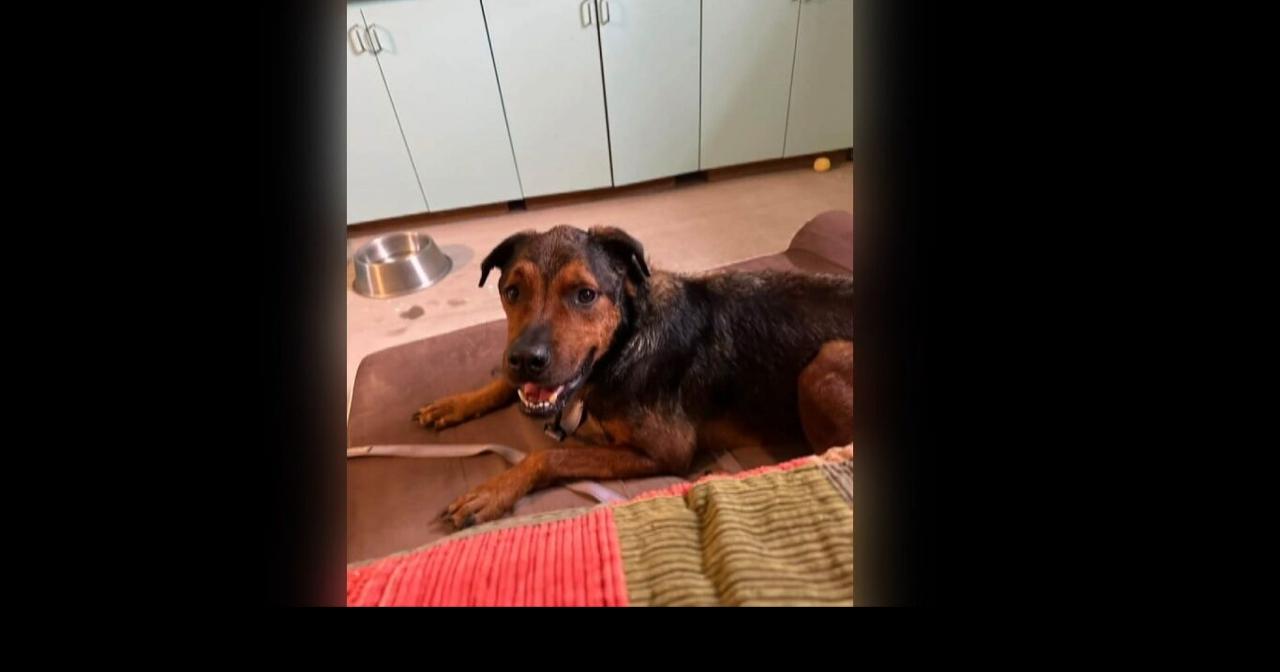 Surviving dogs in need of loving homes after being rescued in McNeal