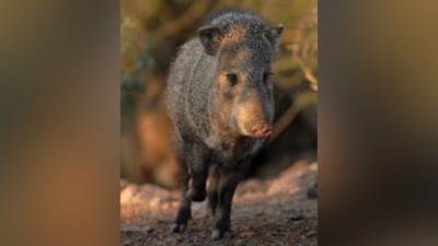 Huachuca City man injured after trying to stop javelina attack on his dog