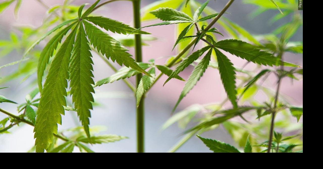 Recall on certain marijuana products after failed test