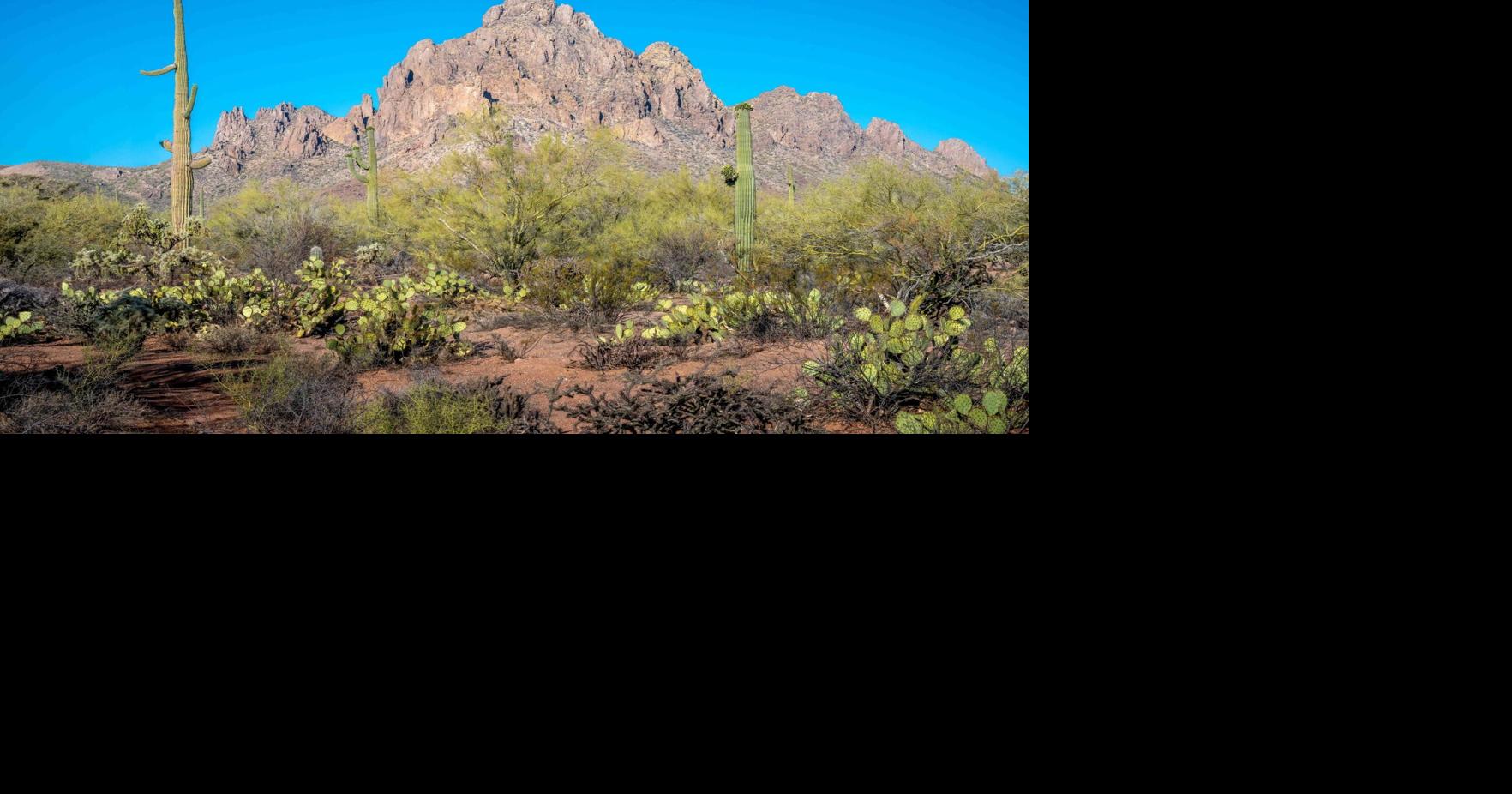 CLIMATE MATTERS: Help protect Ironwood Forest from buffelgrass invasion