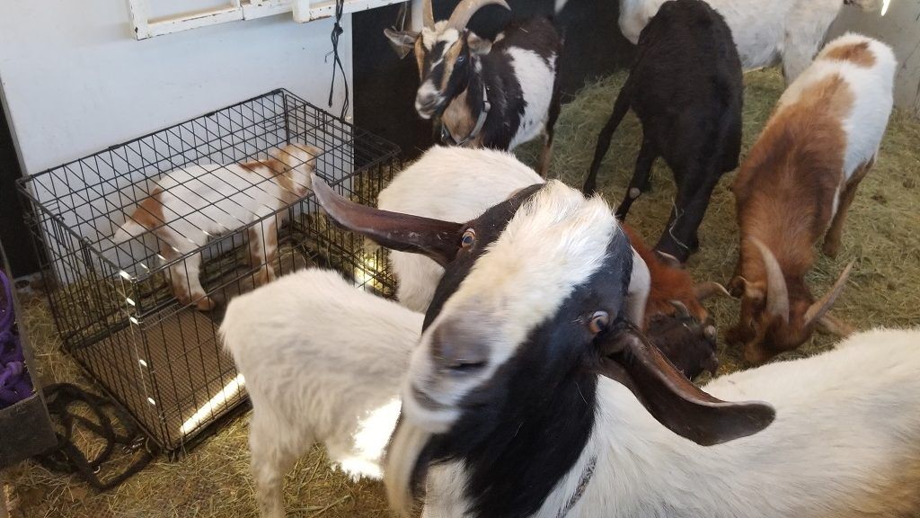 Goat Herding Tips: Common Goat-Keeping Mistakes to Avoid - Grit