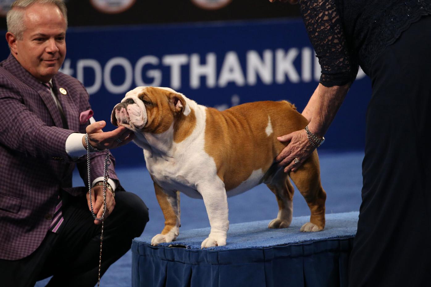 what dog won best in show