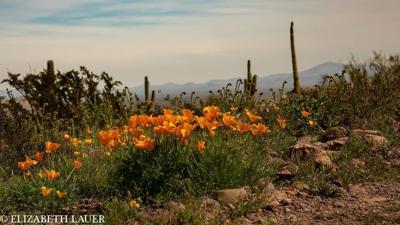 Wildflowers  Arizona State Parks