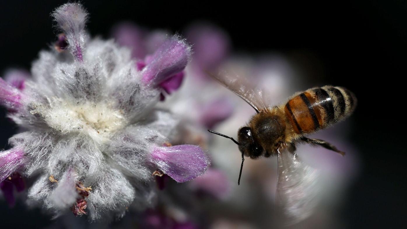 Bumblebees bite plants to make them flower early, surprising scientists