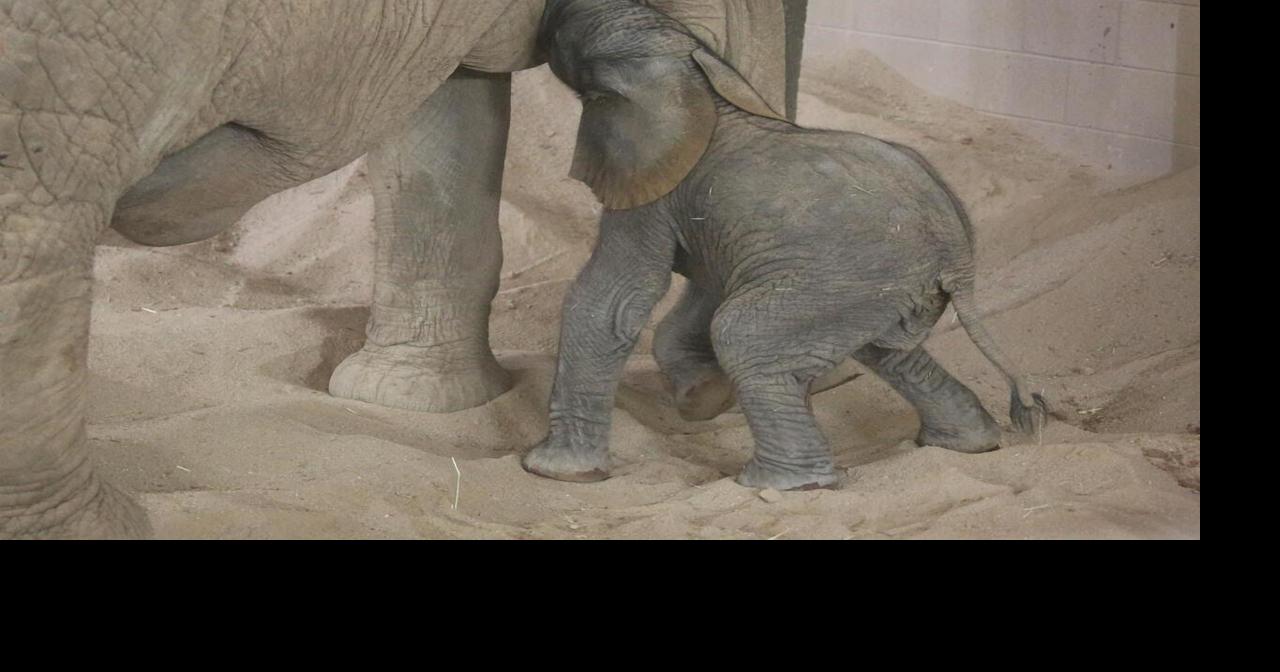 Vote on the name of Reid Park Zoo's newborn African elephant