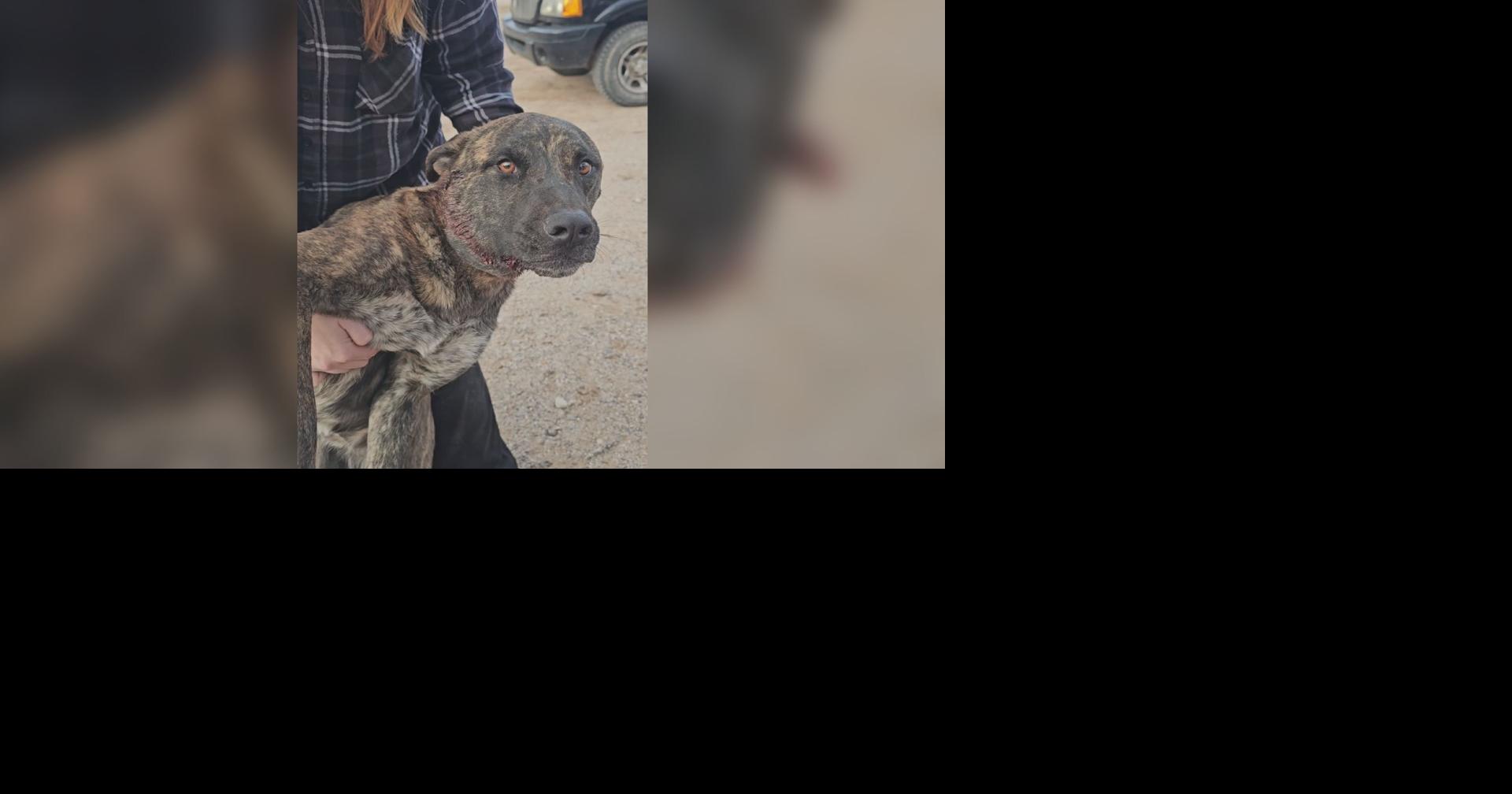 Woman near Benson questions dog's injuries as deputies investigate multiple dog incidents