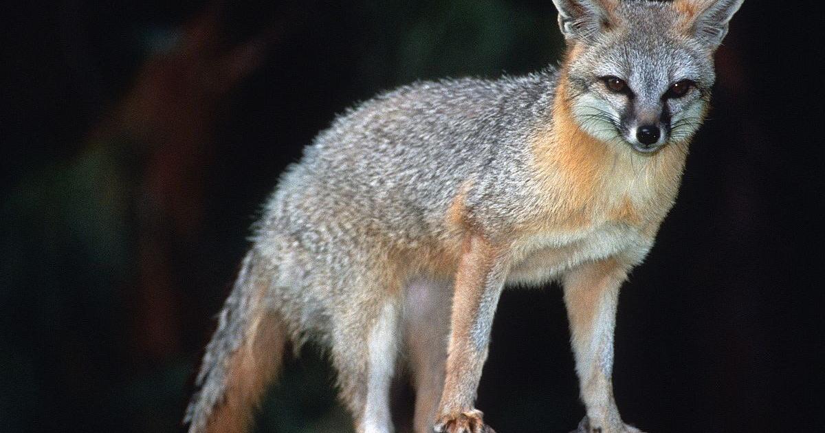 Two hikers attacked by fox at Saguaro National Park