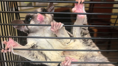 Lost sugar glider best sale