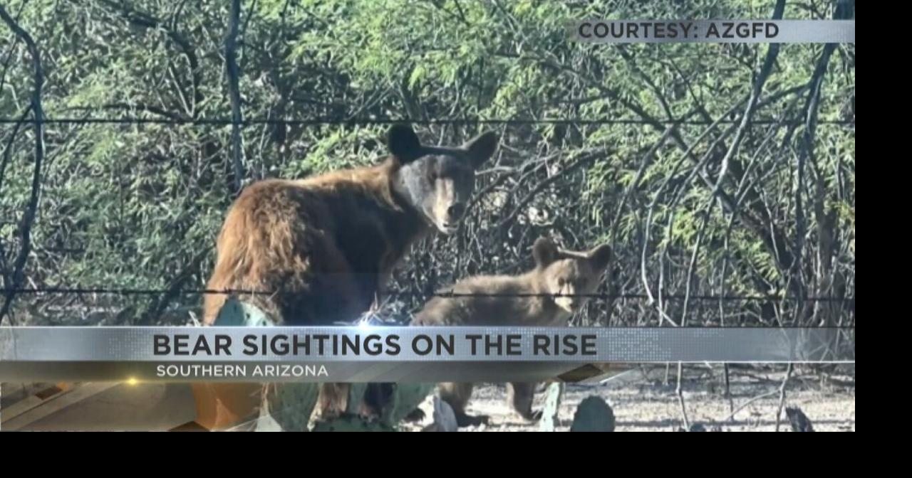 Tucson neighborhoods on alert with increase in bear sightings Video