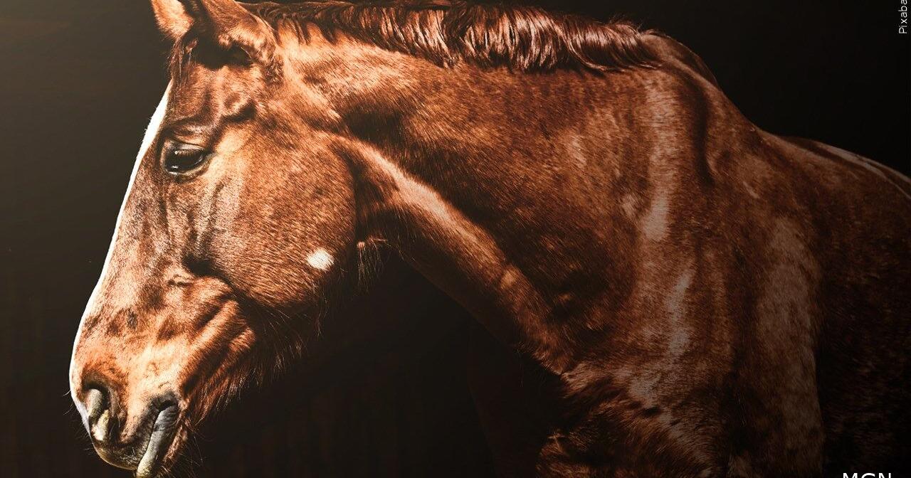 Wild horse rights advocates say 14 horses killed in Arizona - Vimarsana News