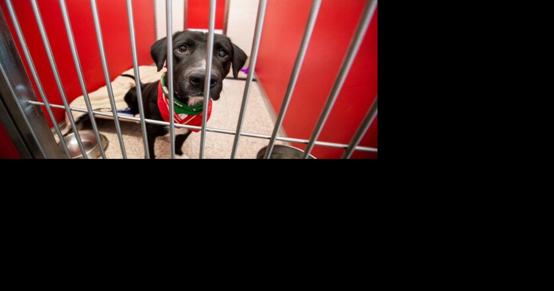 HSSA, PACC, and AHS unite to rescue dogs affected by California Fires | News