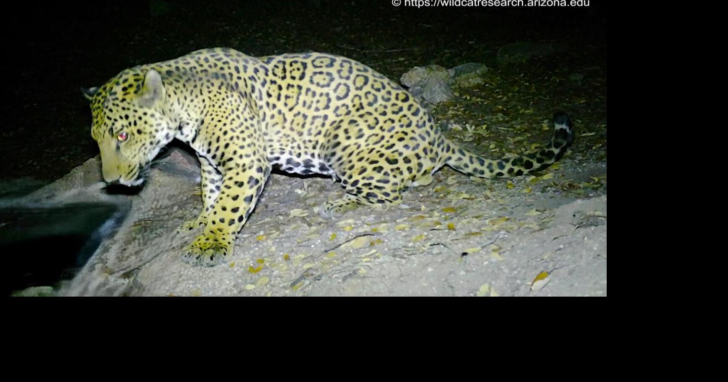 'Cinco' the jaguar sighting confirms big cats continue to roam Southern Arizona