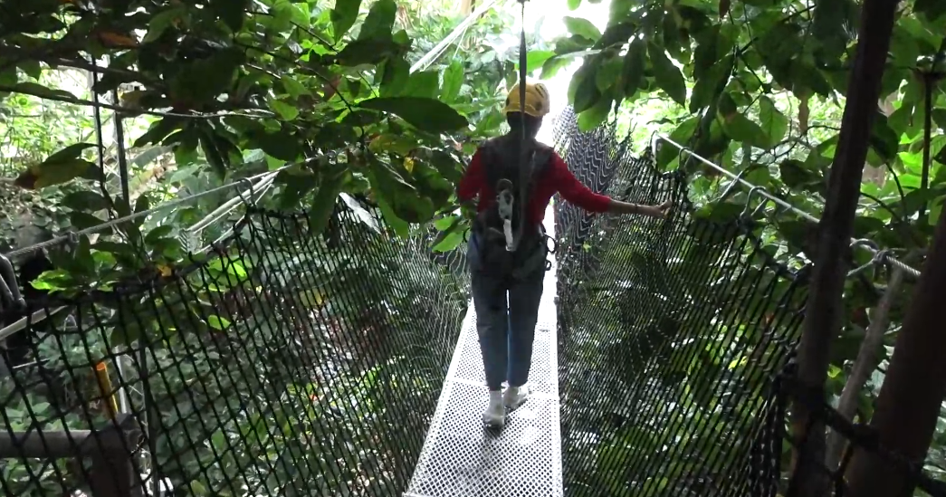 UA's Biosphere 2 expands tropical research with new walkways