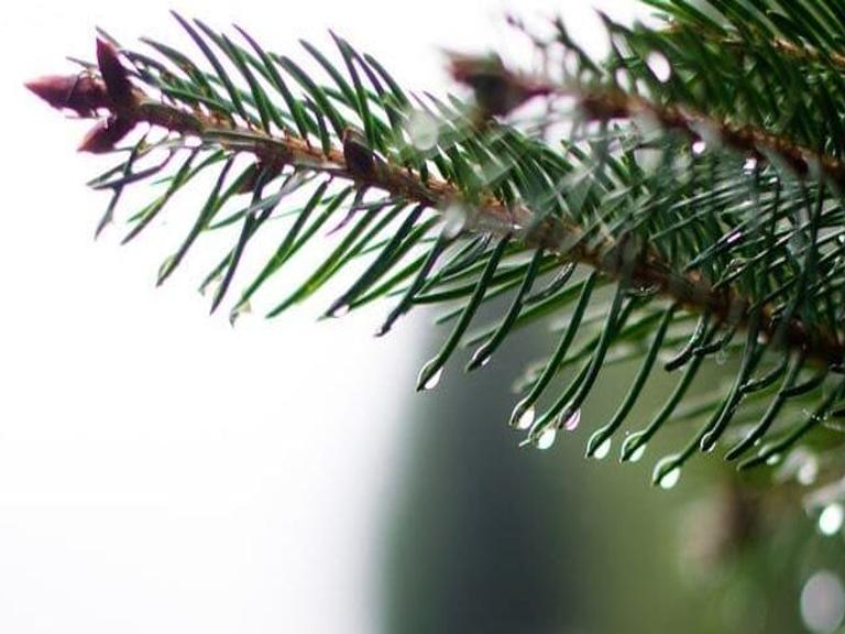 Christmas Tree Recycling Tucson 2022 City Of Tucson Announces Christmas Tree Recycling Program | Local | Kvoa.com