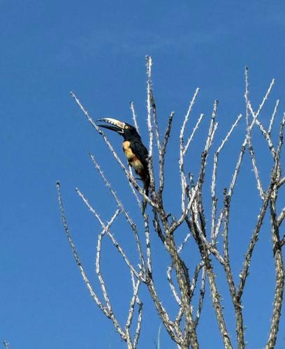 Sid the lost Collared Aracari Toucan | | kvoa.com