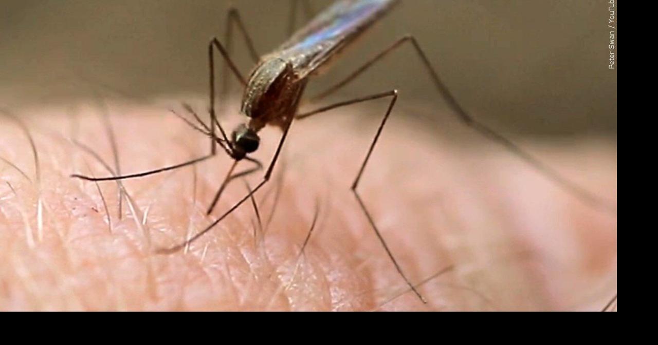West Nile virus cases rising in Cochise County | Cochise County | kvoa.com
