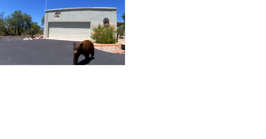 Bear spotted in several northwest side neighborhoods - Vimarsana News
