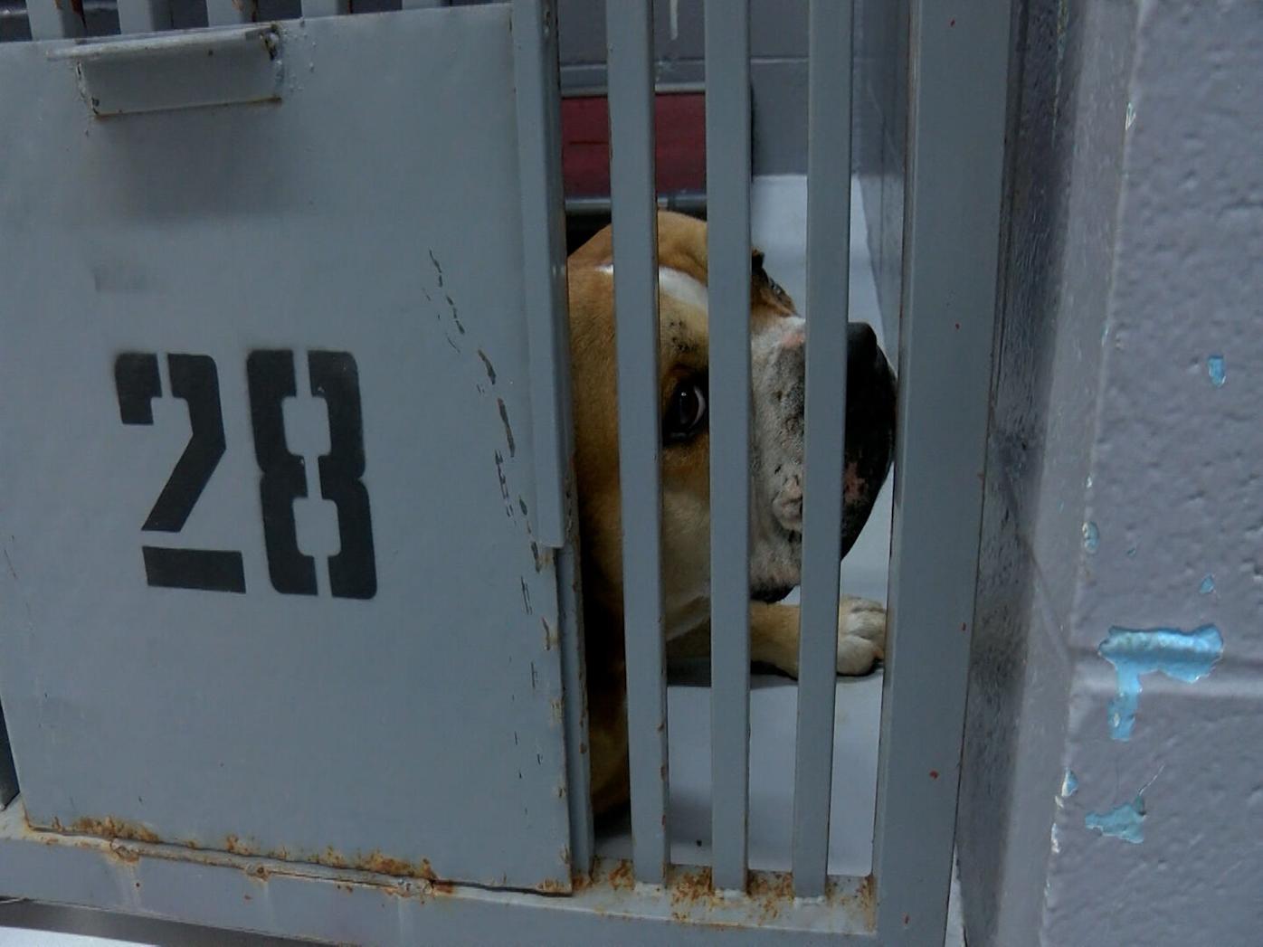 Santa Cruz Animal Control at full capacity, may have to euthanize animals |  News 