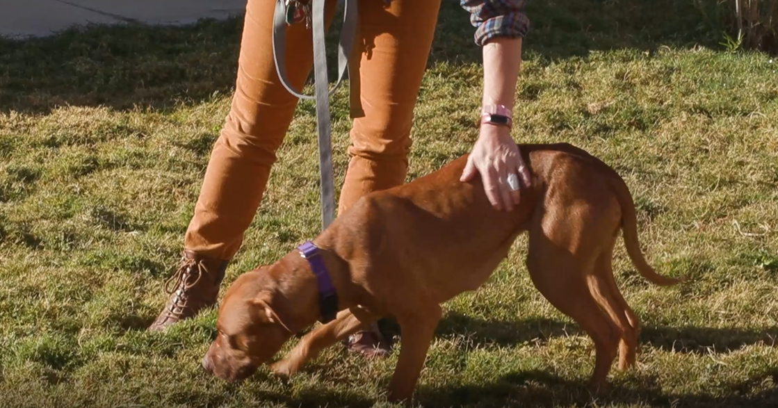 Pet of the Week: Ember | Tucson Subaru’s Pet of the Week