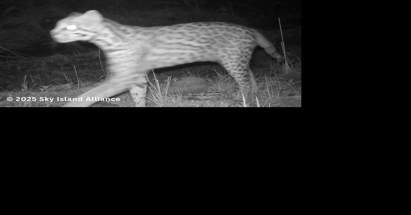 Tohono O'odham youth name rare Arizona ocelot 'Himdam'