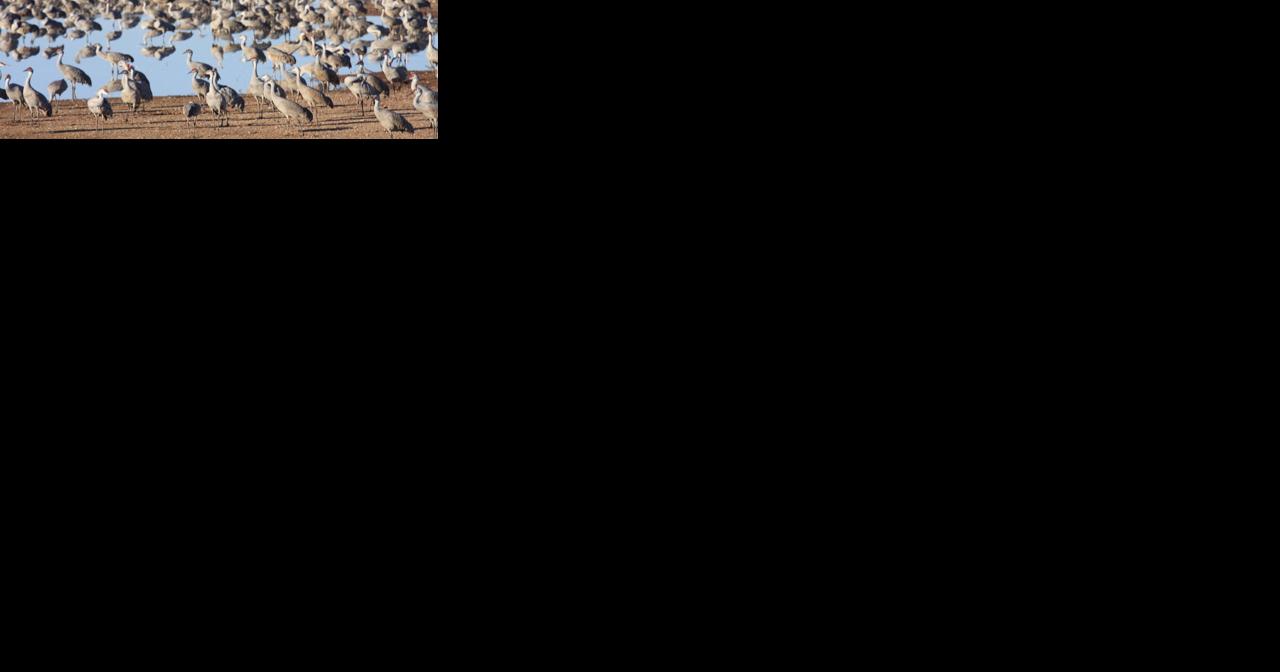 More than 40,362 Sandhill Cranes make their way to Southern Arizona - Vimarsana News
