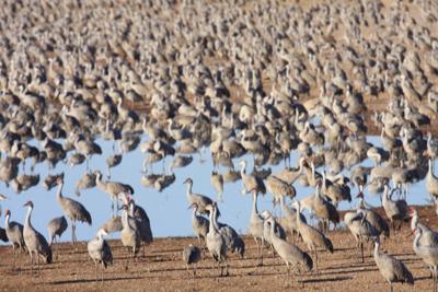sandhill crane migration
