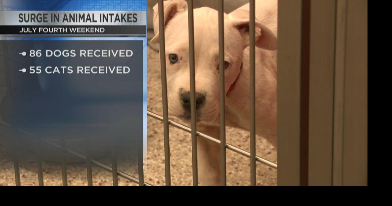 Pima Animal Care sees surge in pets after July 4th weekend