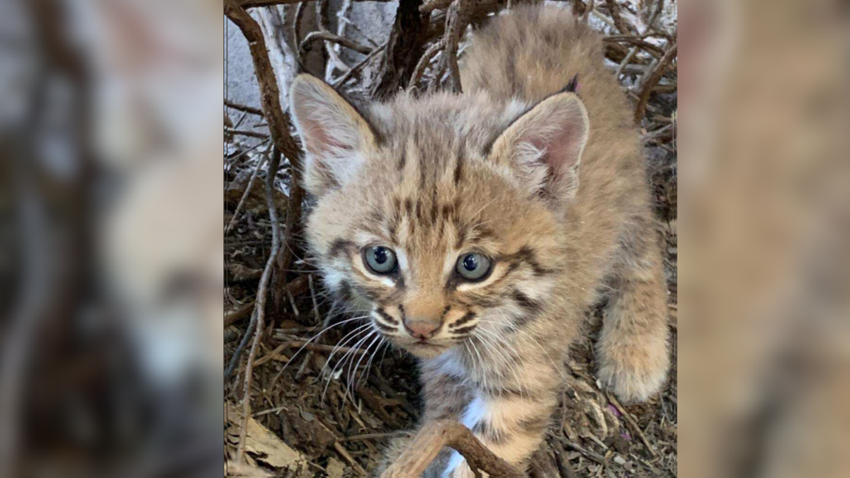 Tucson Man Bitten By Bobcat During Rescue Per Azgfd Local Kvoa Com