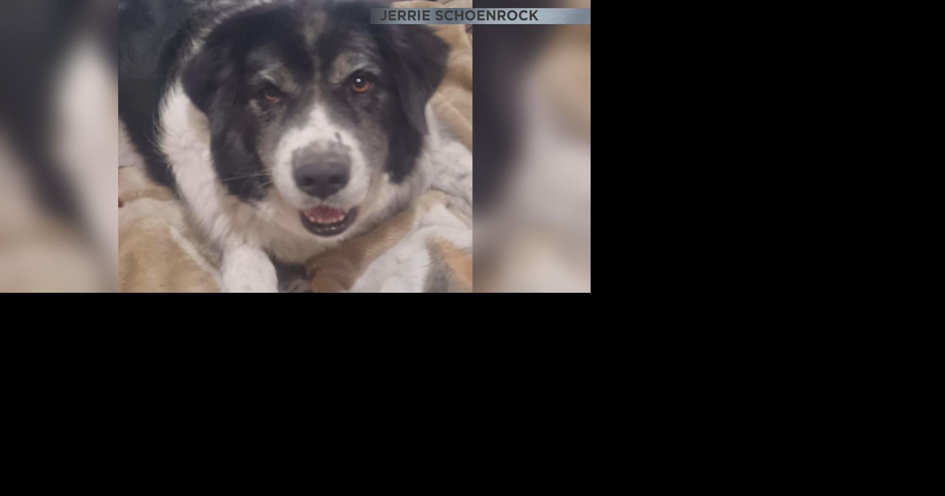 Couple near Benson seeks answers after beloved dog killed