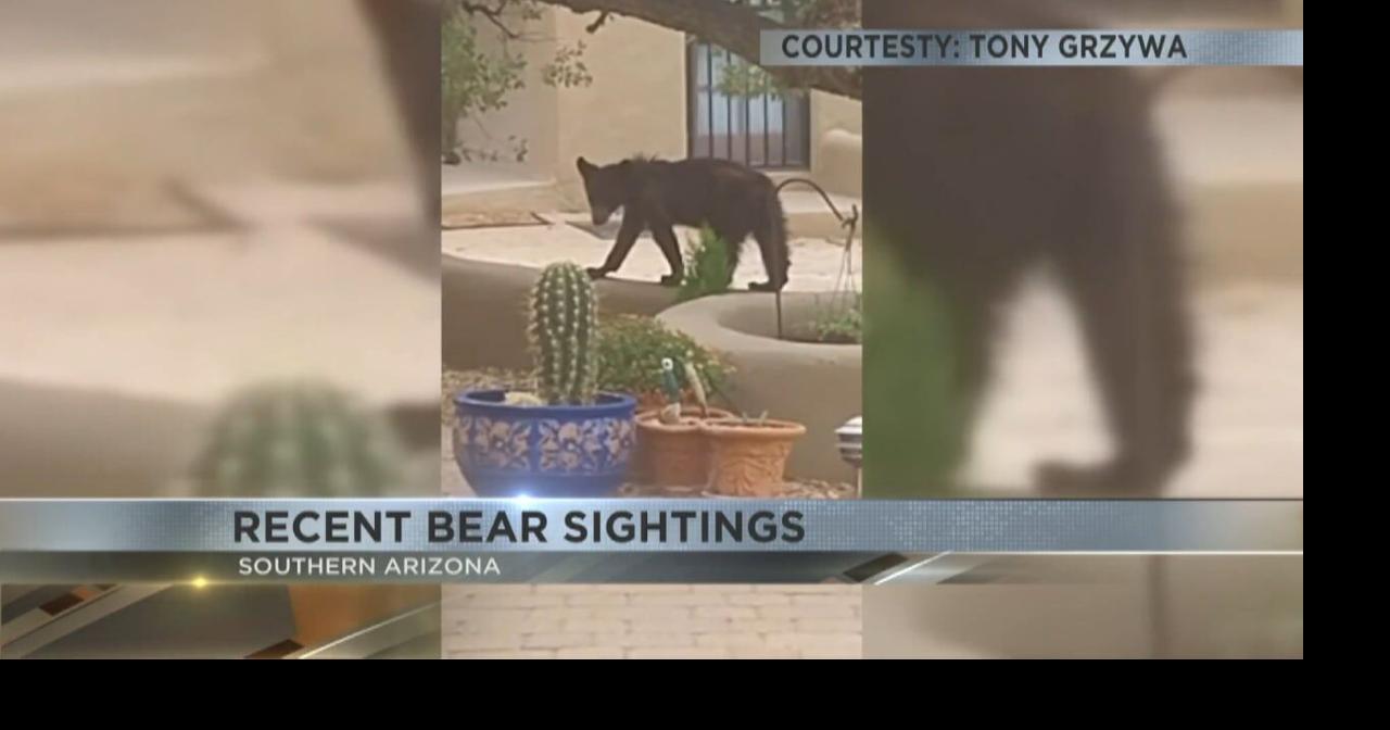 Black Bear Sightings Increase in Texas, Florida Neighborhoods