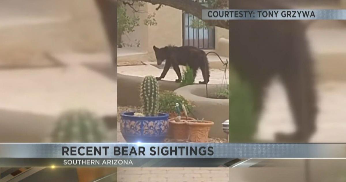 Black Bear Sightings Increase in Texas, Florida Neighborhoods