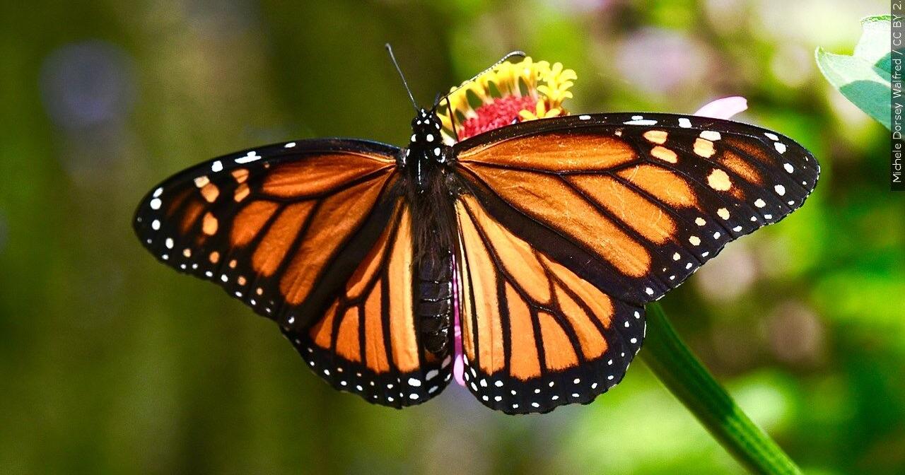 Beloved monarch butterflies now listed as endangered - Vimarsana News