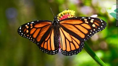 Monarch butterflies are now an endangered species. Here's how