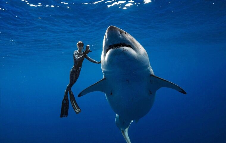 For Richmond man, great white shark is catch of a lifetime