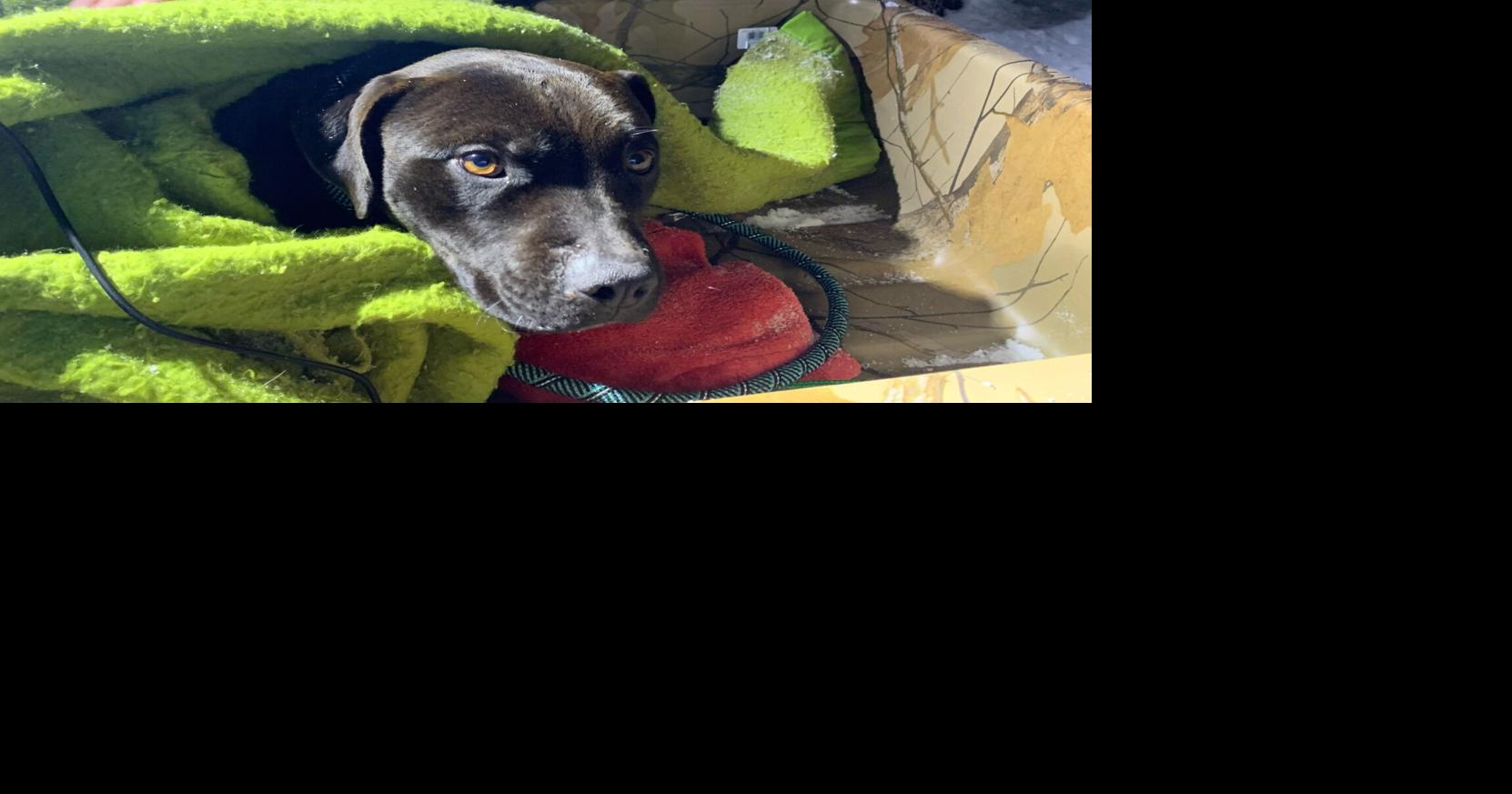 Dog lost for four months found alive on snowy hillside, reunited with ...