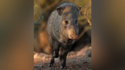 2 attacked by javelina over weekend in Tucson, wildlife officials say