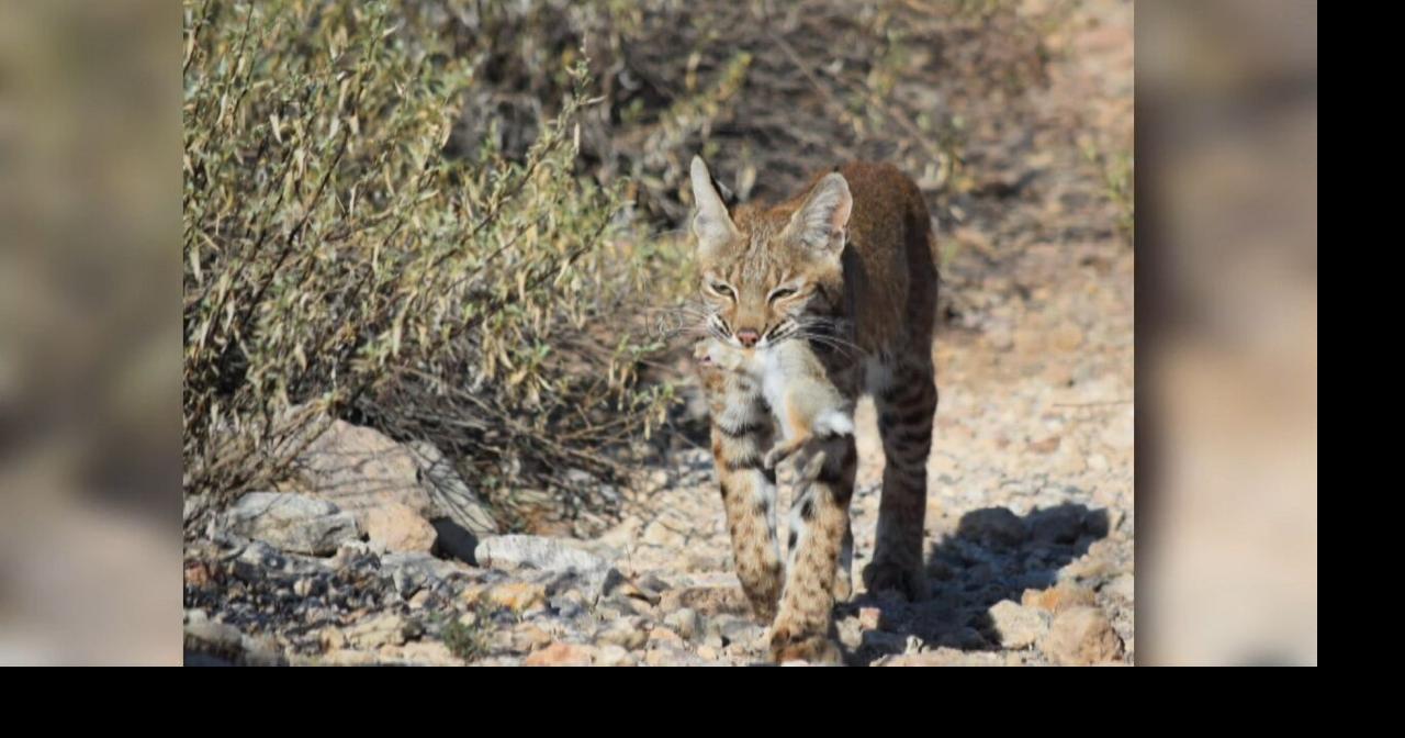 wildlife-officials-seek-information-after-bobcat-killed-on-tucson-s